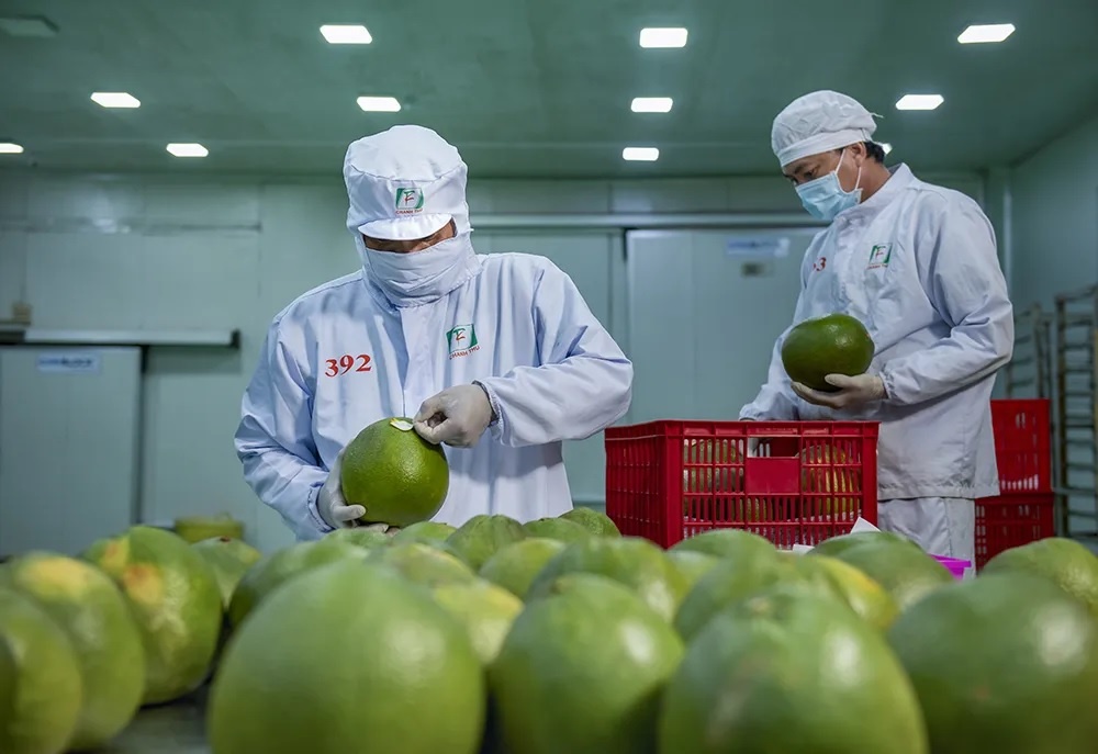 Tin tức kinh tế ngày 13/10: Kim ngạch xuất khẩu rau quả cao nhất 10 năm