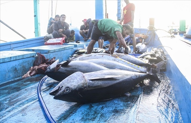 Gỡ "thẻ vàng" IUU: Nỗ lực sắp thành hiện thực? | Doanh nghiệp Gỡ "thẻ vàng" IUU: Nỗ lực sắp thành hiện thực? | Doanh nghiệp