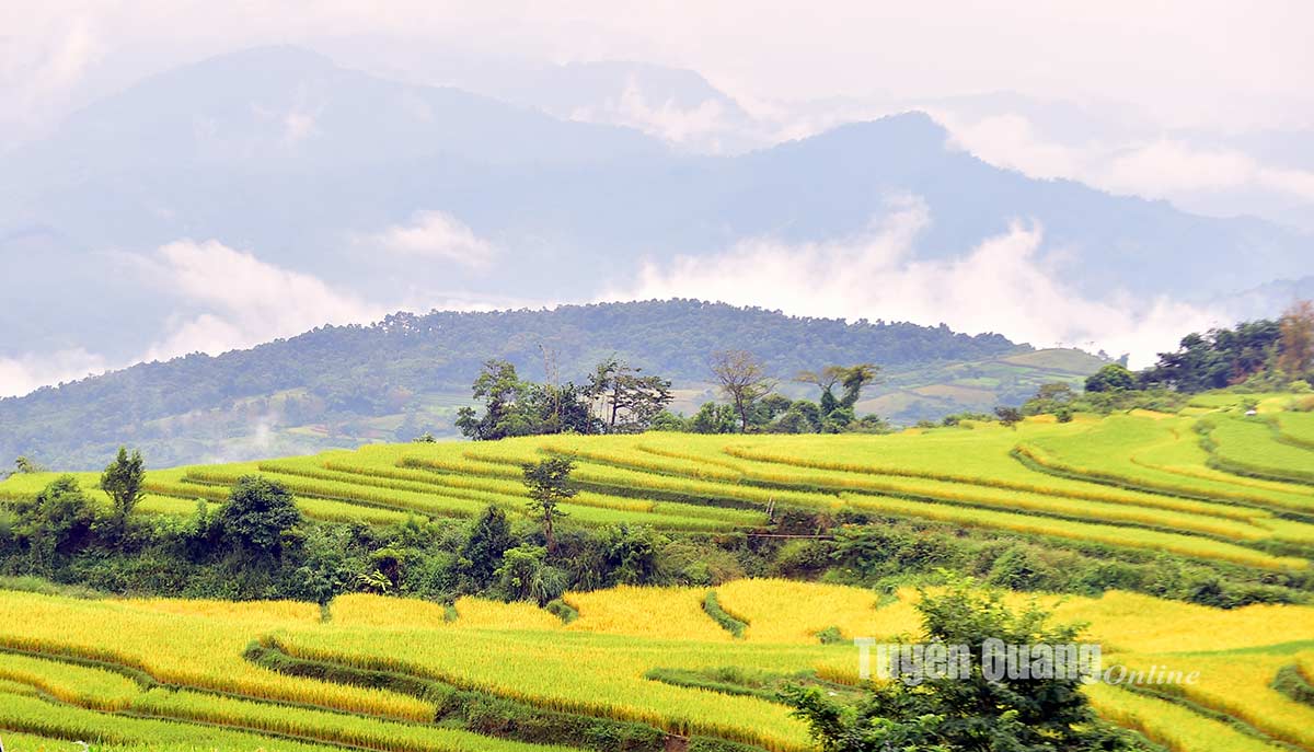 Mùa vàng ở Hồng Thái