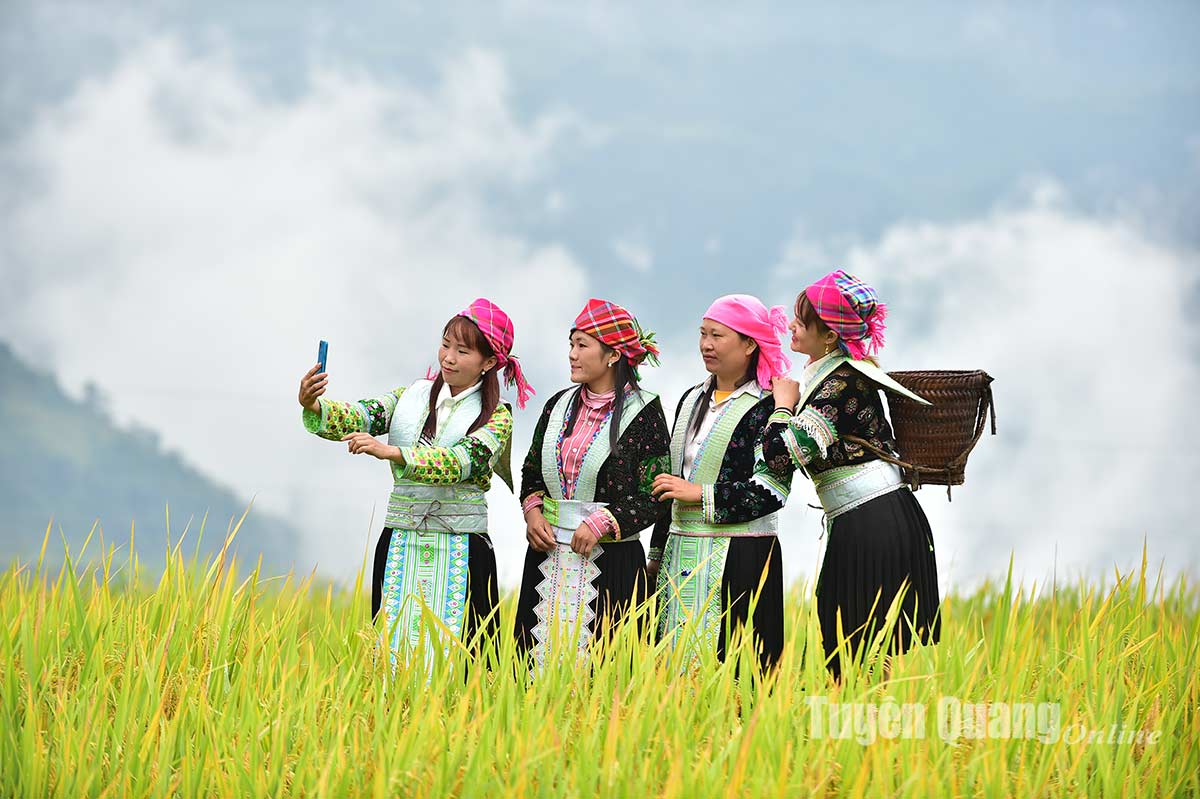 Mùa vàng ở Hồng Thái