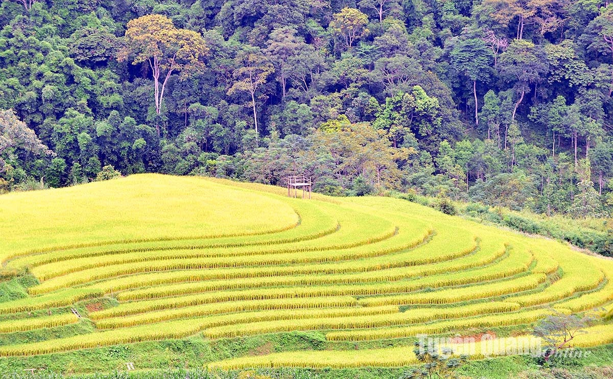 Mùa vàng ở Hồng Thái