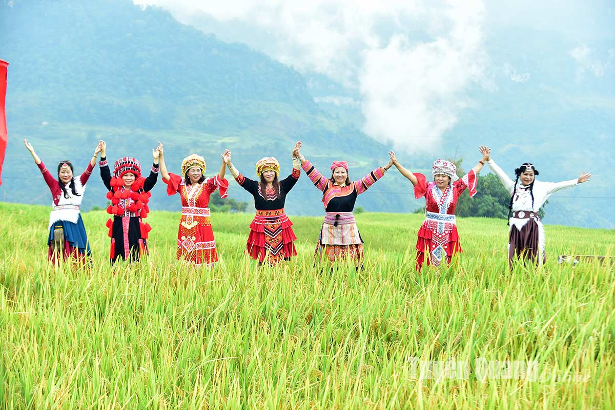 Mùa vàng ở Hồng Thái