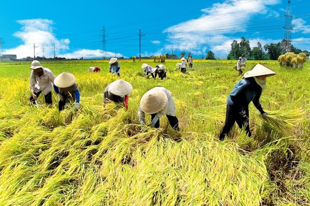 Xuất khẩu nông, lâm, thủy sản 10 tháng mang về hơn 43 tỷ USD Xuất khẩu nông, lâm, thủy sản 10 tháng mang về hơn 43 tỷ USD