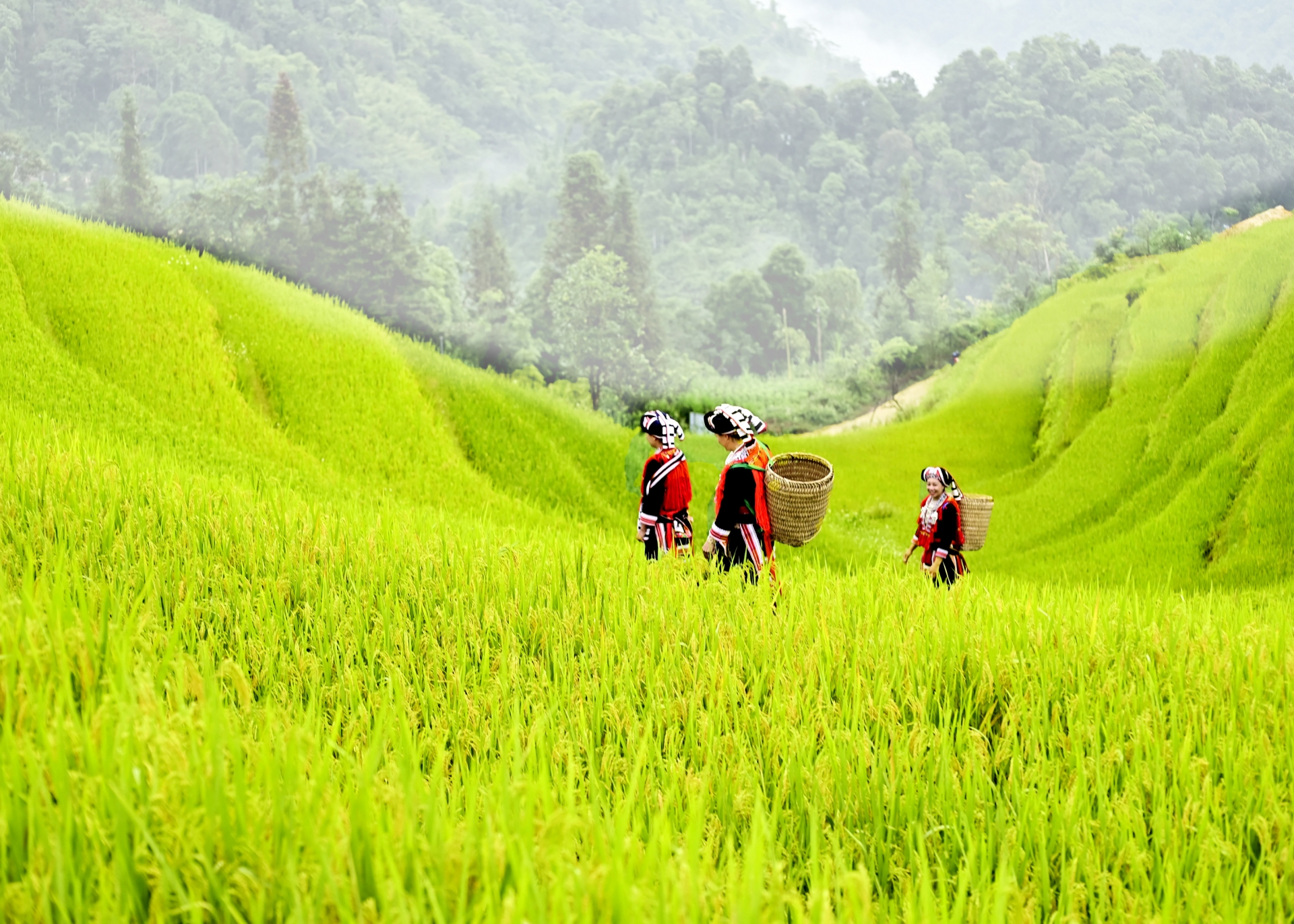 Ruộng bậc thang - Kiệt tác từ bàn tay lao động Ruộng bậc thang - Kiệt tác từ bàn tay lao động