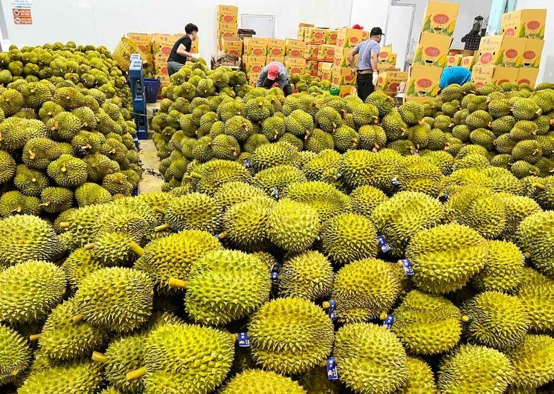 Tin tức kinh tế ngày 5/11: Giá sầu riêng tăng vọt Tin tức kinh tế ngày 5/11: Giá sầu riêng tăng vọt