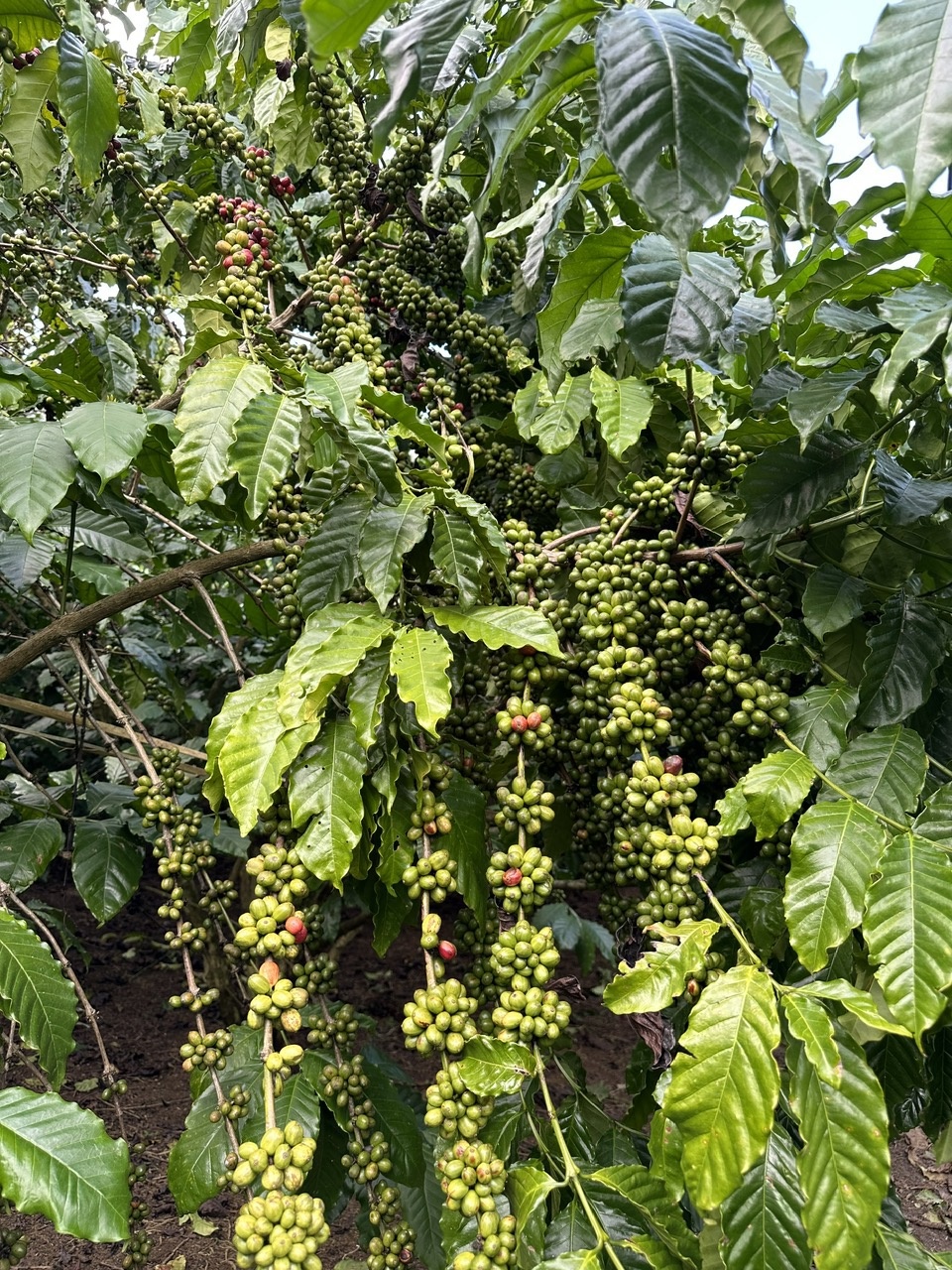 “Cho mùa bội thu” nhờ sử dụng phân bón Phú Mỹ hợp lý