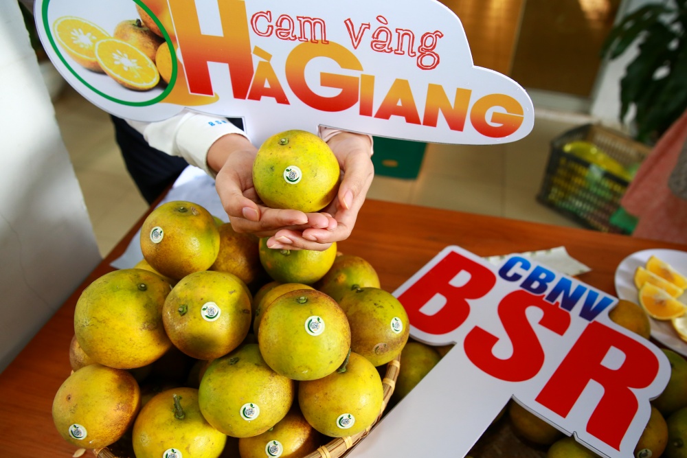 CBCNV BSR chung tay “giải cứu” cam vàng cho bà con Hà Giang