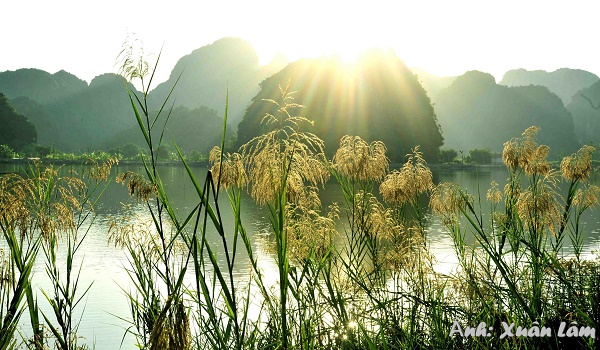 Ninh Bình: Mùa lau trắng nở rộ Ninh Bình: Mùa lau trắng nở rộ