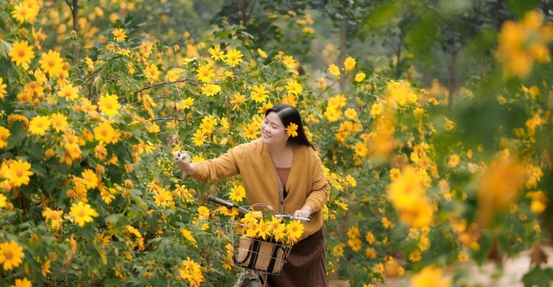 Rực rỡ mùa hoa dã quỳ ở Ninh Bình Rực rỡ mùa hoa dã quỳ ở Ninh Bình