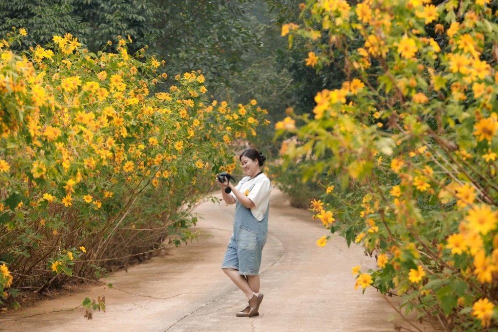 Rực rỡ mùa hoa dã quỳ ở Ninh Bình Rực rỡ mùa hoa dã quỳ ở Ninh Bình