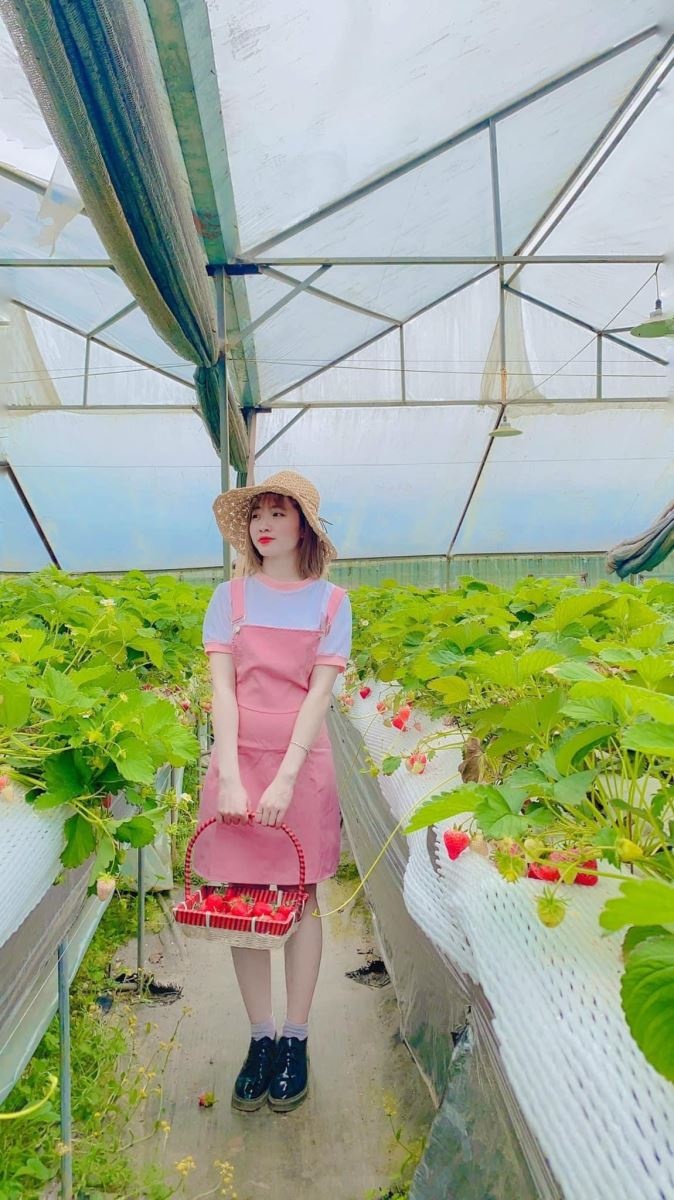 Lạc lối giữa vườn dâu tây Sa Pa Lạc lối giữa vườn dâu tây Sa Pa