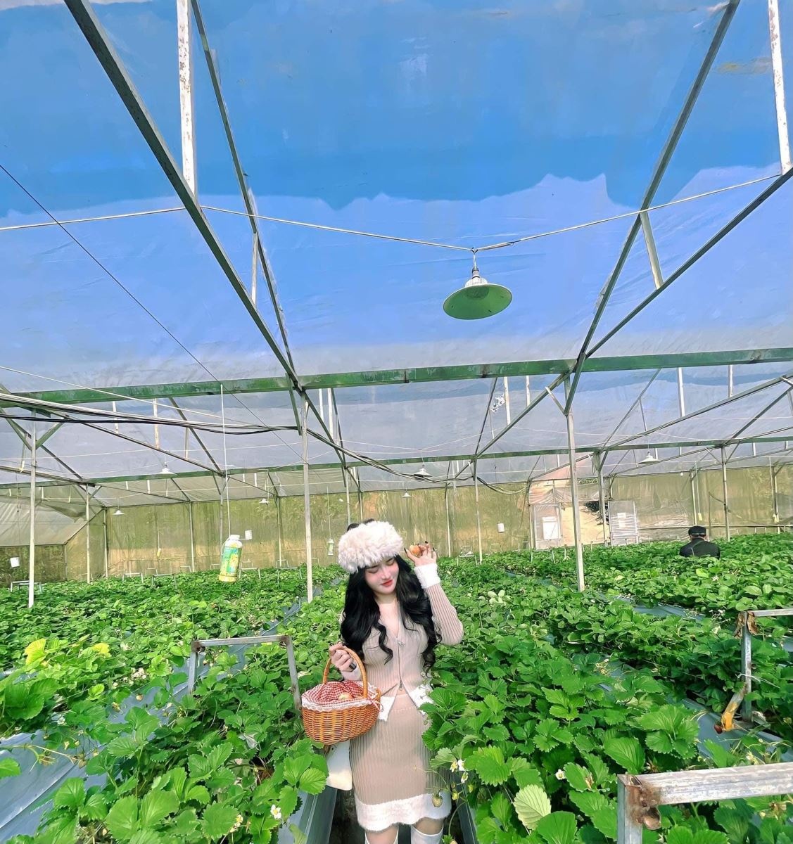 Lạc lối giữa vườn dâu tây Sa Pa Lạc lối giữa vườn dâu tây Sa Pa
