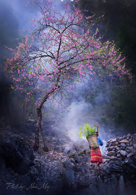 Hà Giang - Điểm đến của những sắc hoa