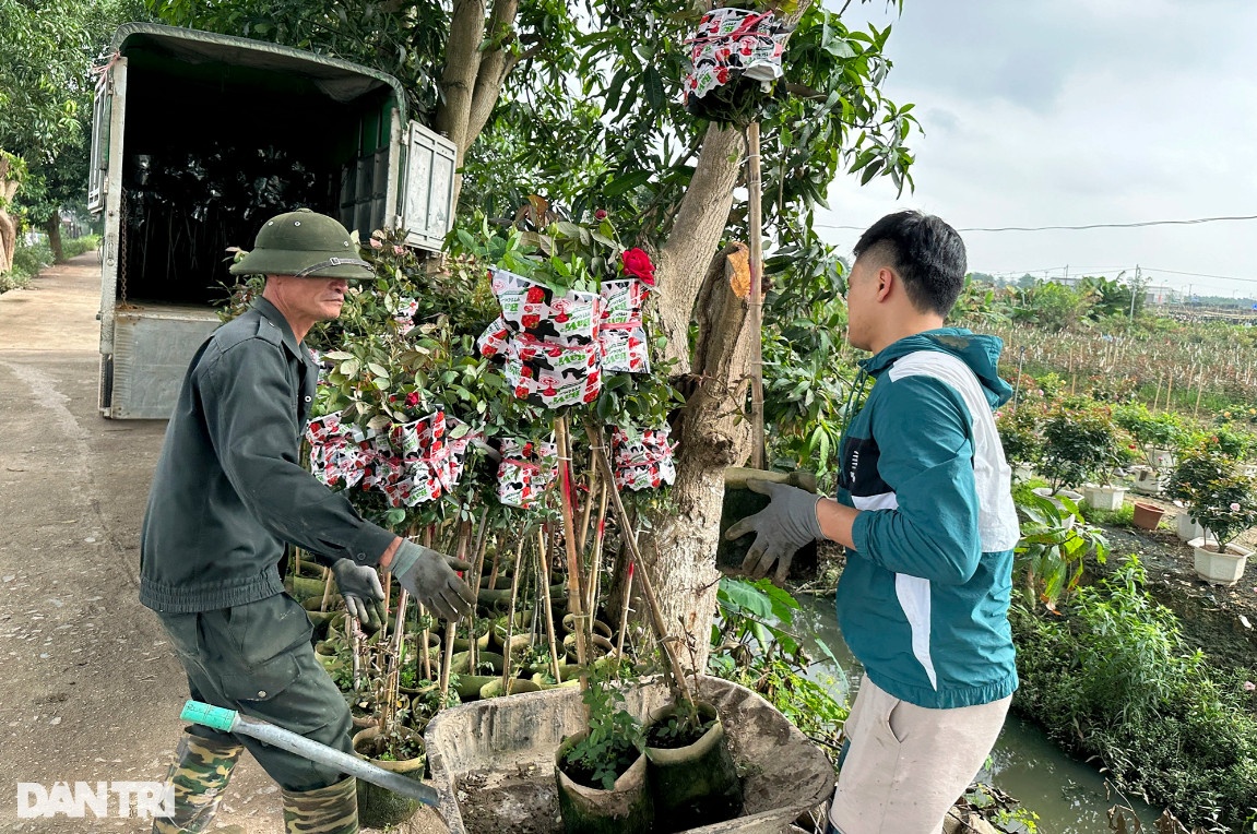 Những bầu hồng chi cao khoảng 1,3m được thu mua tại vườn giá 45.000 đồng/bầu. Giá hiện tại thấp hơn nhiều so với năm trước (70.000 đồng/bầu).