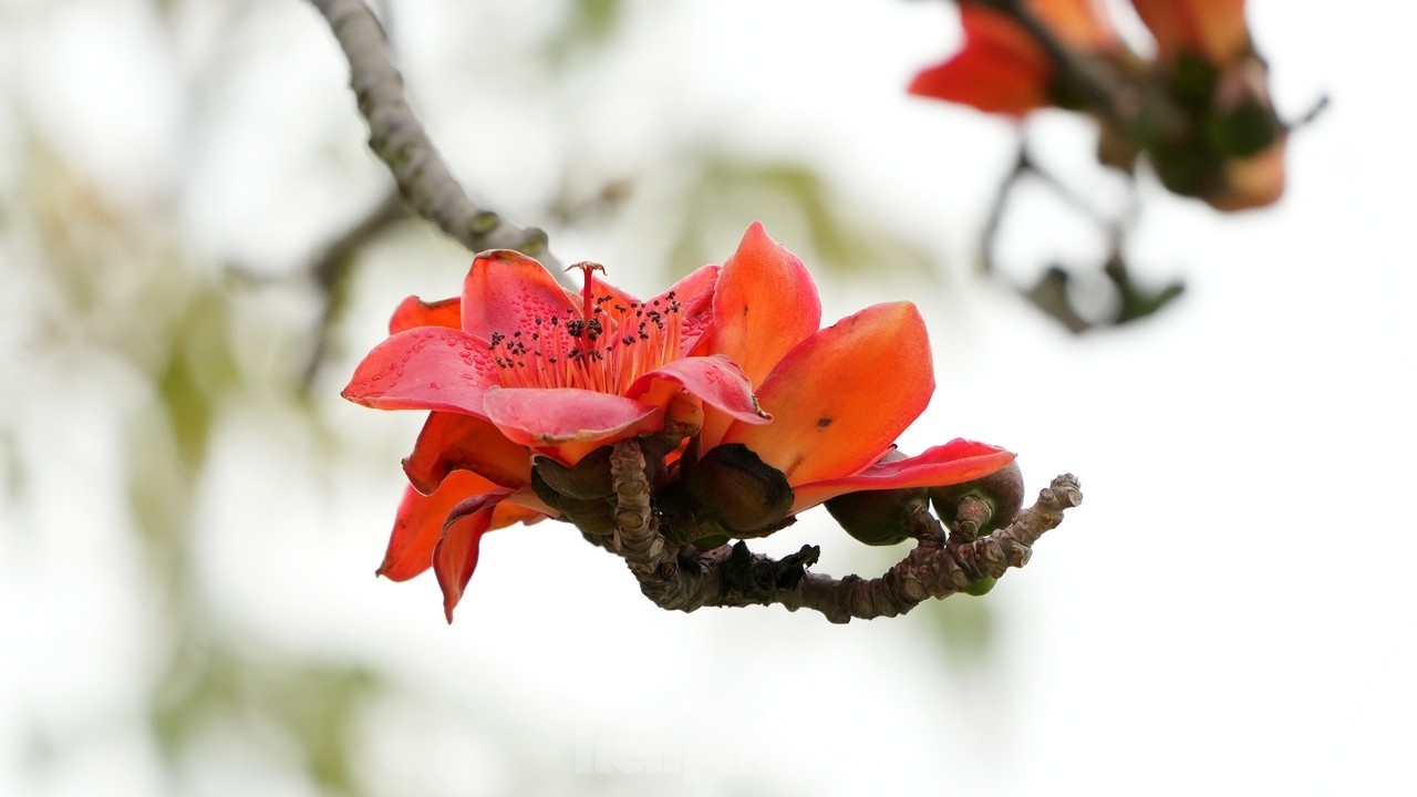 Thơ mộng sắc hoa tháng Ba