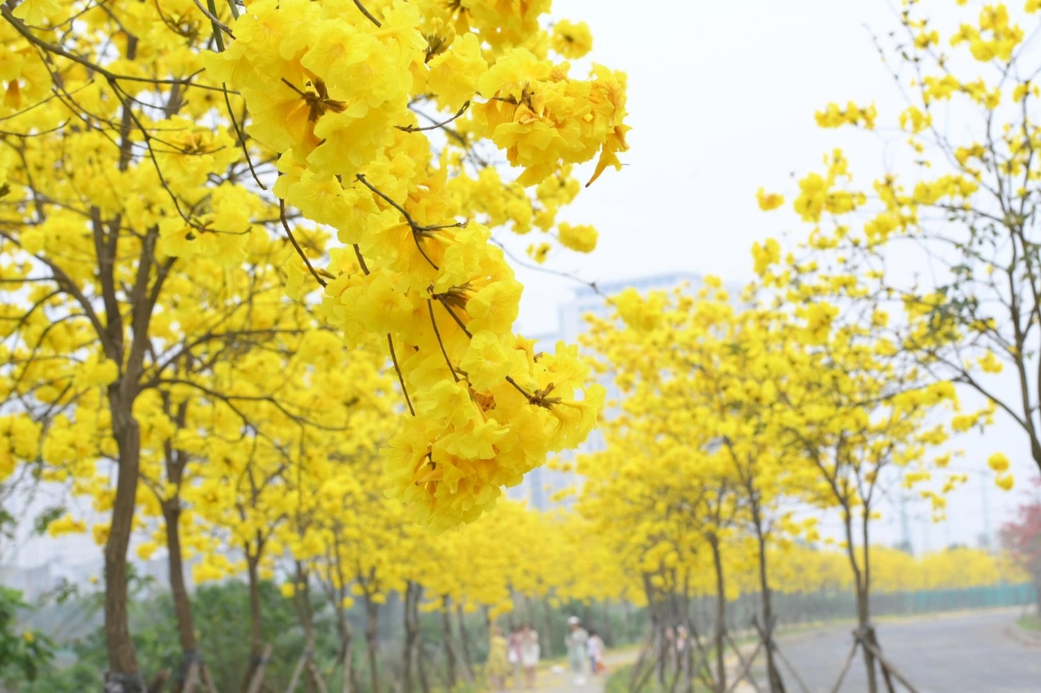 Thơ mộng sắc hoa tháng Ba