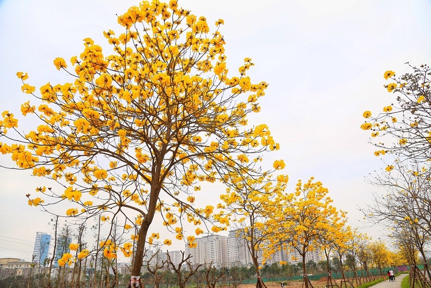 Thơ mộng sắc hoa tháng Ba