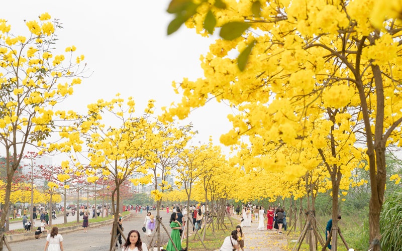 Thơ mộng sắc hoa tháng Ba