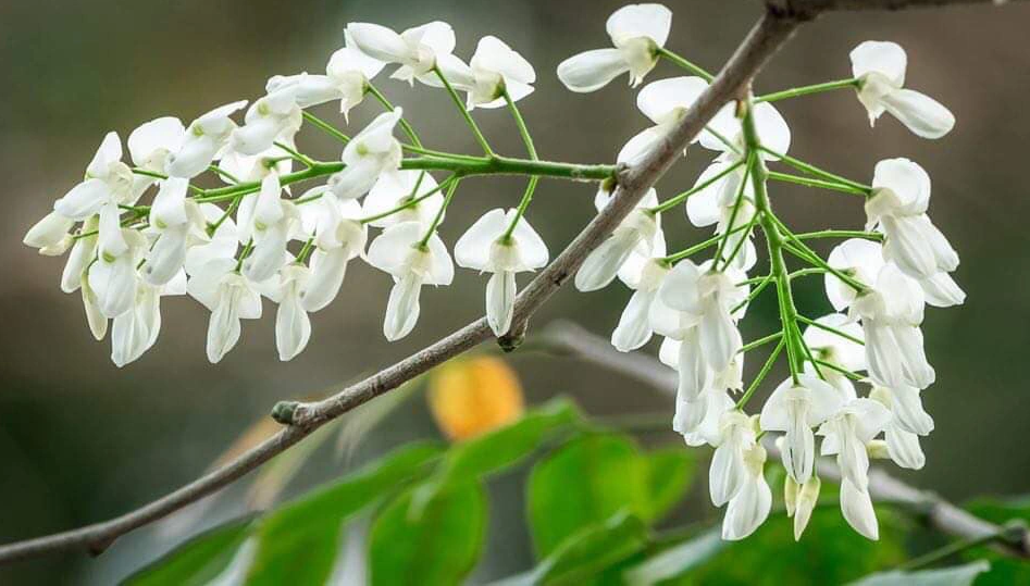 Thơ mộng sắc hoa tháng Ba
