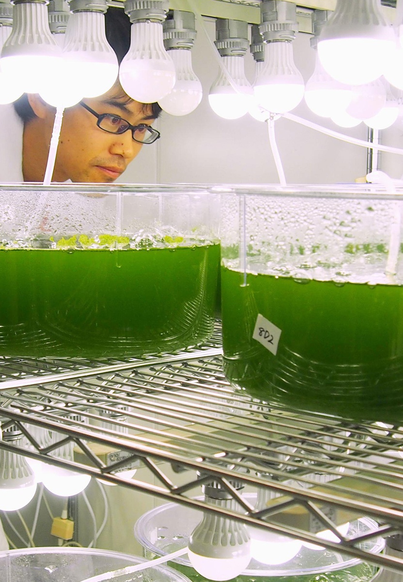 Ứng dụng công nghệ CRISPR trong sản xuất Biofuel: tiềm năng và thách thức Ứng dụng công nghệ CRISPR trong sản xuất Biofuel: tiềm năng và thách thức