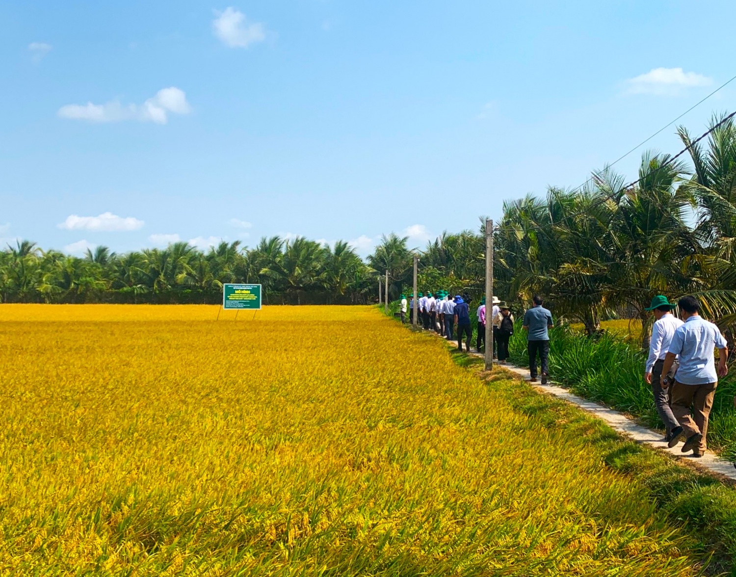 Đoàn công tác Bộ Nông nghiệp và PTNT làm việc tại HTX sử dụng mô hình NPK Phú Mỹ