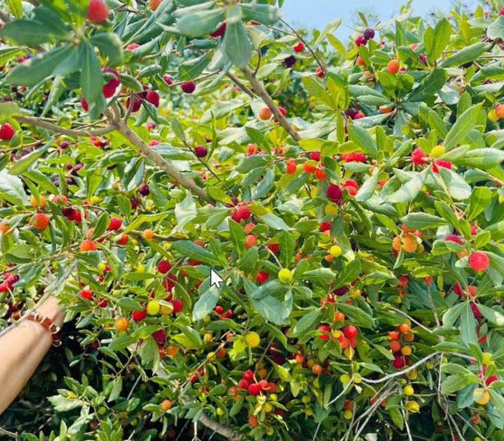 Tới Vân Đồn, trải nghiệm hái thanh mai