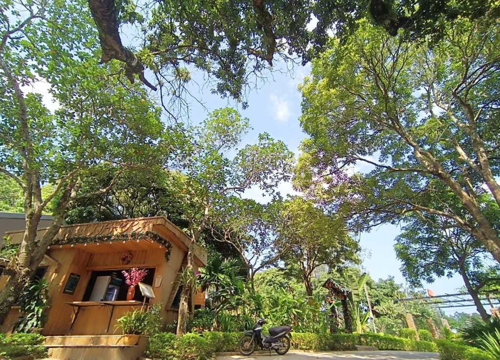 Tới Vân Đồn, trải nghiệm hái thanh mai