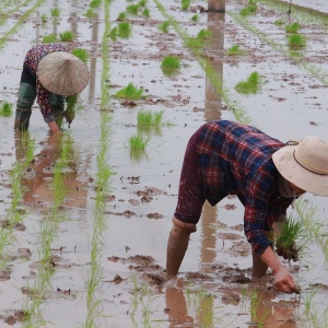 Kỳ II: Nông dân “điêu đứng” vì Luật thuế 71
