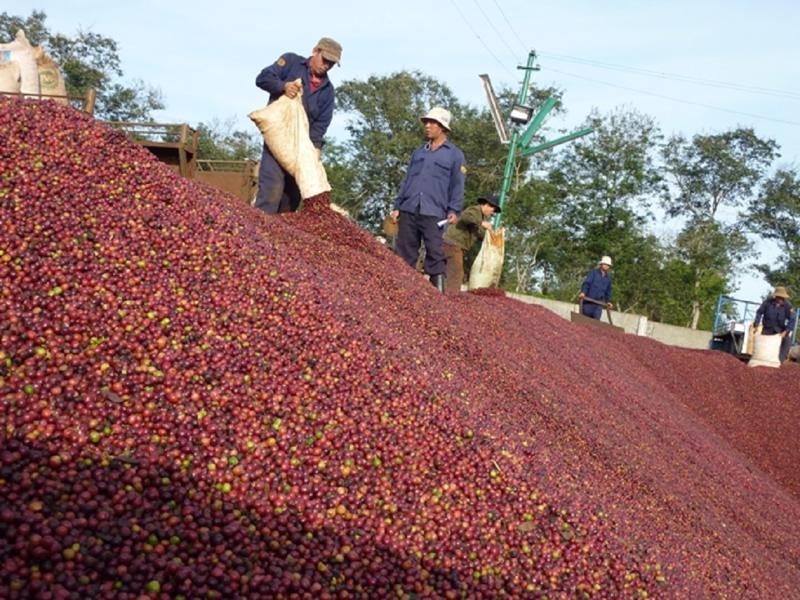 Tin tức kinh tế ngày 13/4: Xuất khẩu cà phê thiết lập kỷ lục mới Tin tức kinh tế ngày 13/4: Xuất khẩu cà phê thiết lập kỷ lục mới