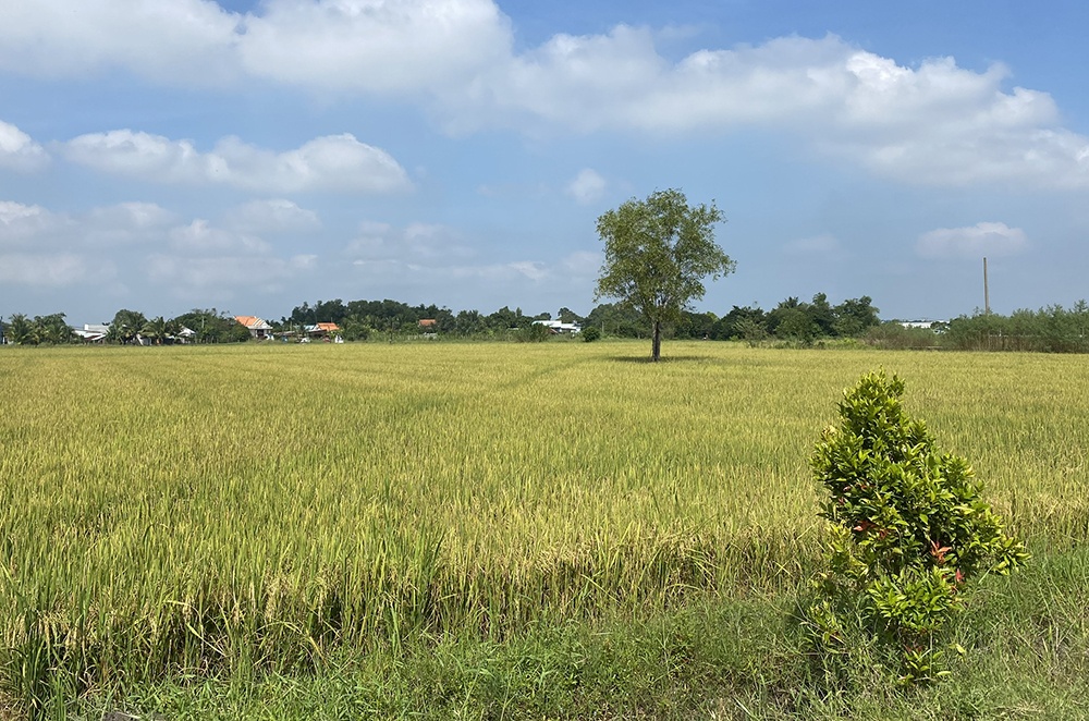 Hai dự án truyền tải điện ở Long An chưa thể triển khai vì “tắc” chủ trương đầu tư