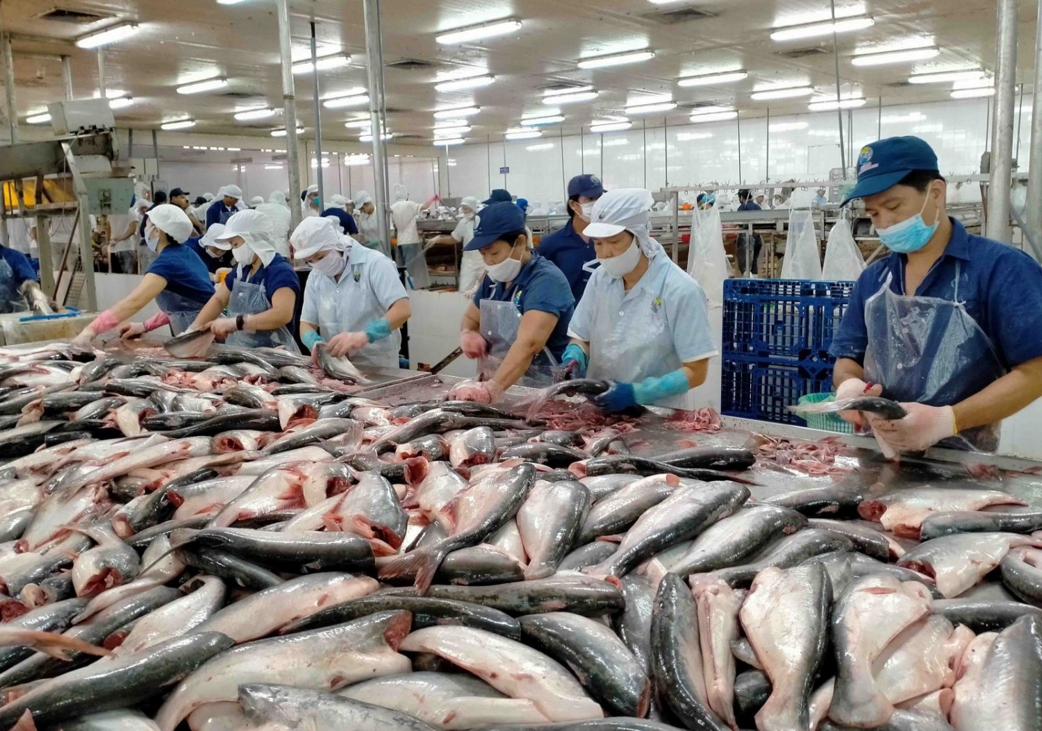 Xuất khẩu cá tra sang UAE tăng mạnh