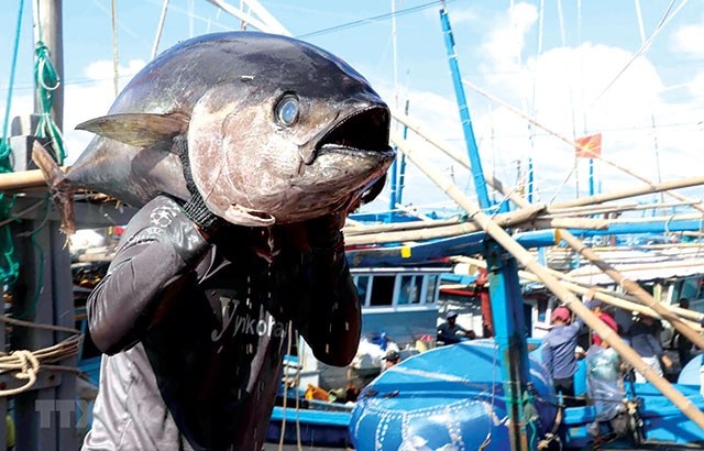 Xuất khẩu cá ngừ đối mặt nhiều thách thức Xuất khẩu cá ngừ đối mặt nhiều thách thức