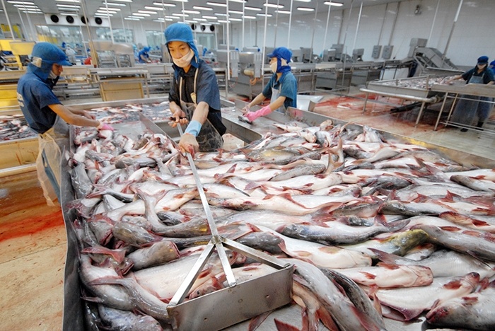 Để cá tra thâm nhập sâu hơn vào thị trường EU Làm gì để cá tra thâm nhập sâu hơn vào thị trường EU?