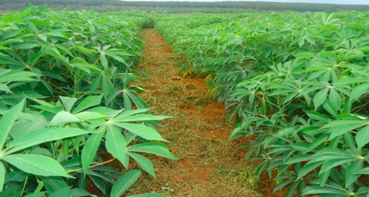Tinh bột sắn là sản phẩm chủ lực của Nông sản Thực phẩm Quảng Ngãi.