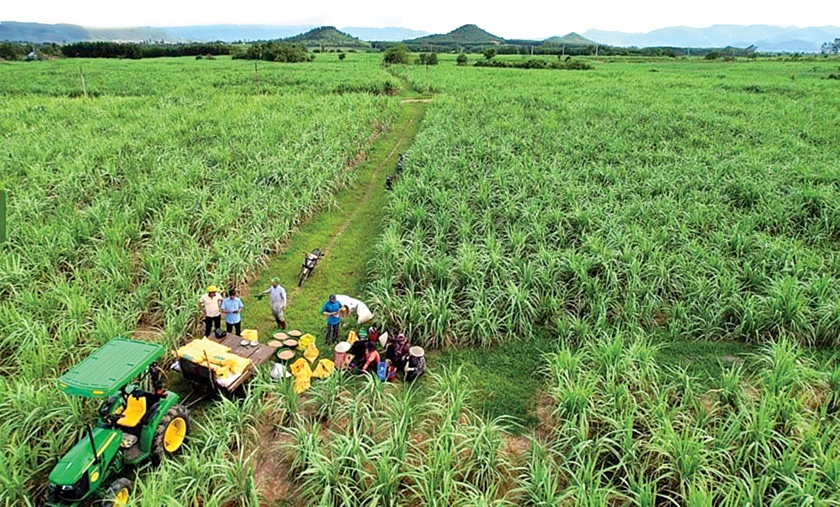 Phân bón Phú Mỹ và những mùa vụ ngọt ngào Phân bón Phú Mỹ và những mùa vụ ngọt ngào