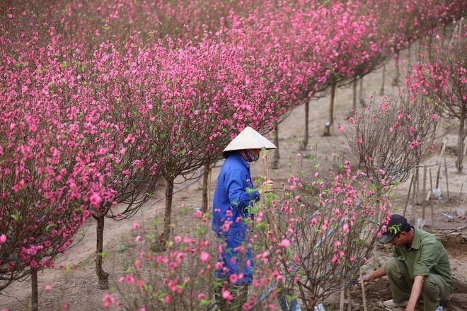 Đồng thuận phương án nghỉ Tết Nguyên đán 2025 liền 9 ngày Đồng thuận phương án nghỉ Tết Nguyên đán 2025 liền 9 ngày