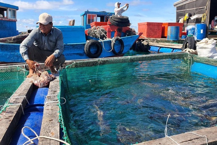 Giải pháp phát triển bền vững ngành nuôi biển ở Quảng Ngãi Giải pháp phát triển bền vững ngành nuôi biển ở Quảng Ngãi