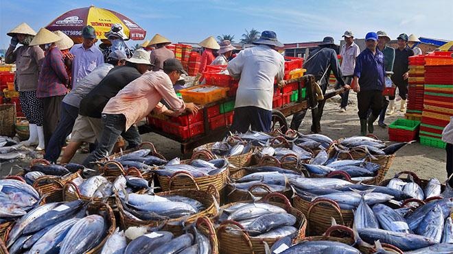 Chấn chỉnh công tác cấp giấy xác nhận nguyên liệu thủy sản khai thác Chấn chỉnh công tác cấp giấy xác nhận nguyên liệu thủy sản khai thác