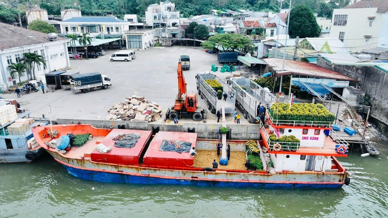 Tại cảng cá Sa Kỳ (xã Bình Châu, huyện Bình Sơn, tỉnh Quảng Ngãi), không khí rộn ràng của mùa Tết như đang đến gần hơn. Khắp nơi, nhiều chậu hoa cúc, quất cùng hàng hoà nô nức được thương lái tập kết, vận chuyển lên tàu để chuyển ra đảo Lý Sơn.