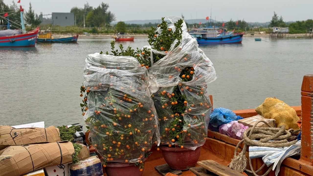 Những chậu quất cảnh được bọc kỹ càng, chuẩn bị đưa ra đảo Lý Sơn.