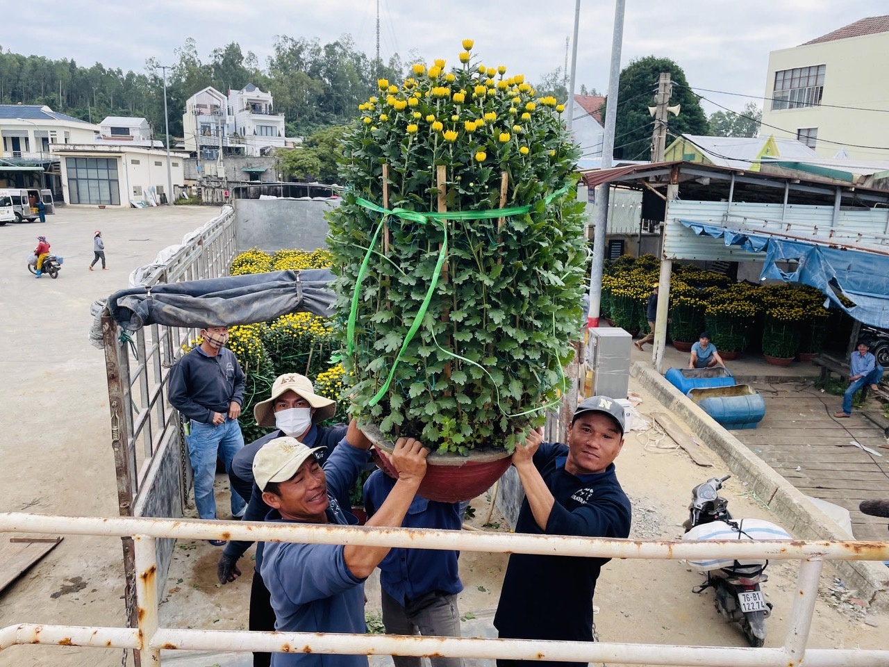 Hoa cúc, hoa mai, quất cảnh… là những hàng hoá chưa thể trồng được ở đảo Lý Sơn. Do đó, để phục vụ cho người dân chưng Tết, nhiều thương lái đã nhập trực tiếp tại đất liền để vận chuyển ra đảo Lý Sơn.