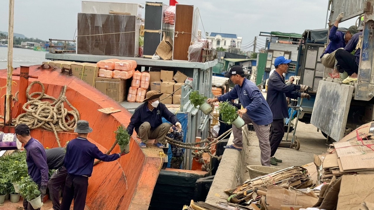 Ông Dương Quý - chủ tàu vận tải Mười Giáp cho biết, thời điểm cận Tết, tàu hàng của ông thường vận chuyển khoảng 300 chậu hoa cúc, quất, mai… ra đảo Lý Sơn. Thời điểm này, các tàu hàng phải liên tục hoạt động để đáp ứng việc vận chuyển, cung ứng hàng hoá 