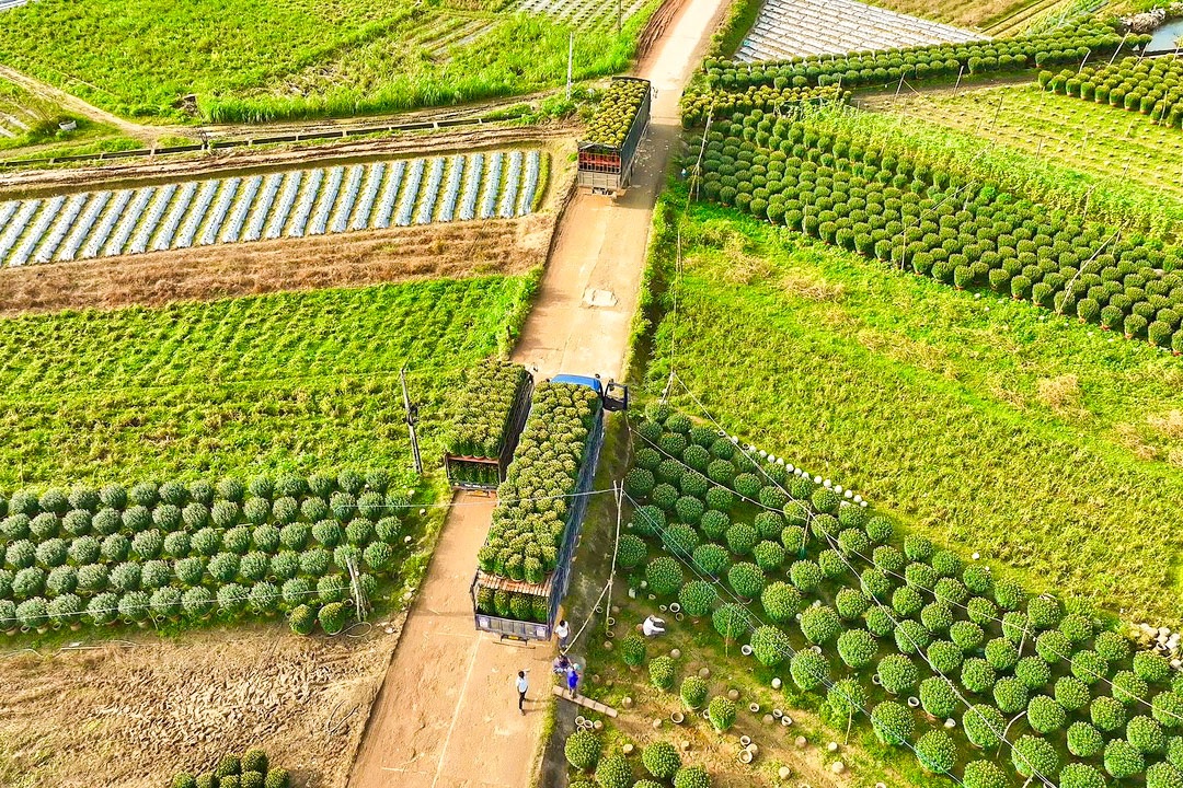 Làng hoa Nghĩa Hiệp tại tỉnh Quảng Ngãi được xem là vùng cung cấp hoa cúc lớn nhất miền Trung với hàng trăm nghìn chậu mỗi năm. Thủ phủ hoa cúc cũng chuyên cung cấp hoa cho các tỉnh ở vùng Tây Nguyên và nhiều nơi trên cả nước trong những ngày cận Tết Nguyên đán Ất Tỵ 2025.