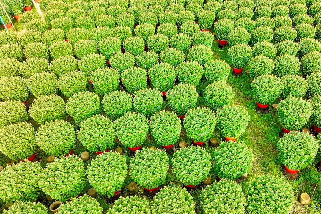 Những ngày giáp Tết, làng hoa lại rộn ràng “người mua, kẻ bán”. Những bông hoa cúc thi nhau nở, tạo nên sắc vàng cả một vùng.