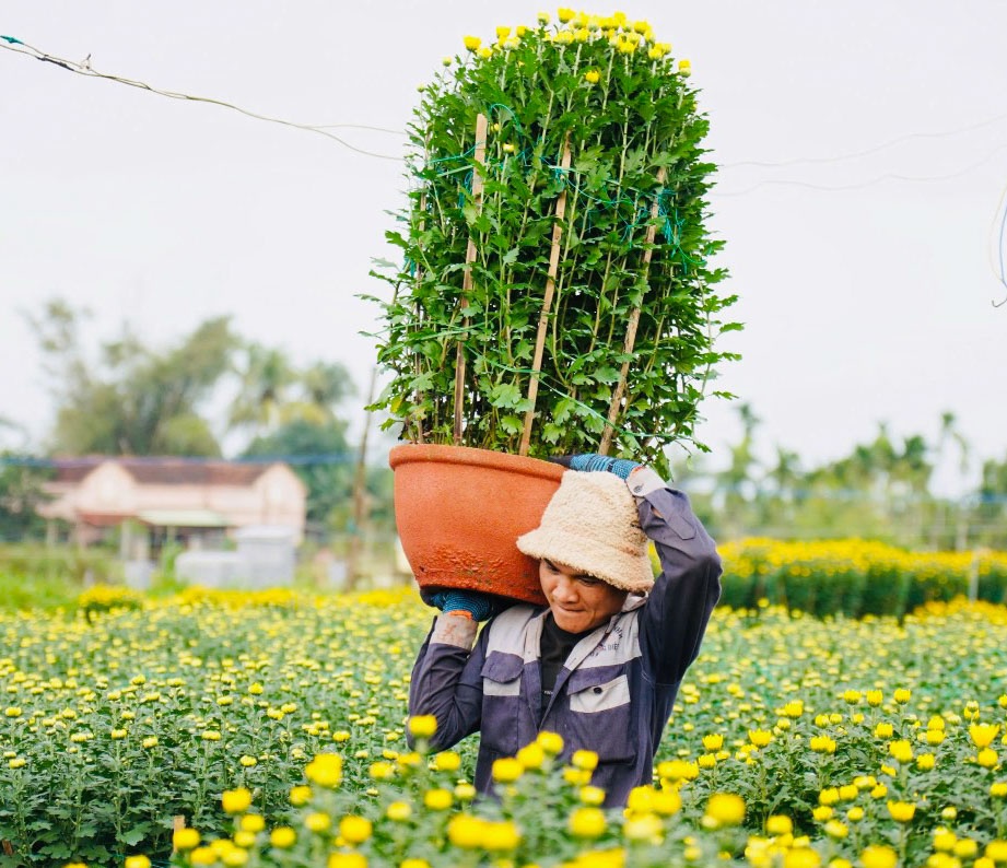 Những người dân làm nghề bốc xếp “rộn ràng” vận chuyển những chậu hoa cúc lên xe. Theo đó, những người làm công việc bốc vác cũng có thêm thu nhập từ 300.000 đồng – 350.000 đồng mỗi ngày.