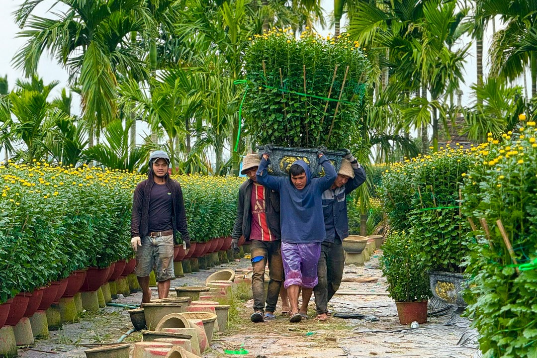 Hoa cúc tại làng hoa Nghĩa Hiệp đa số là loại cúc đại đoá, trồng trong chậu với nhiều kích thước khác nhau. Có những chậu hoa phải cần đến 3 người để có thể vận chuyển từ vườn lên xe.