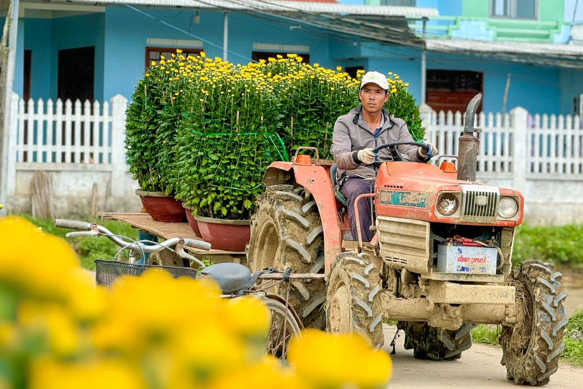 Ngoài những xe tải lớn, các chậu hoa cúc cũng được vận chuyển bằng các loại xe thô sơ để thuận tiện cho việc buôn bán, vận chuyển.