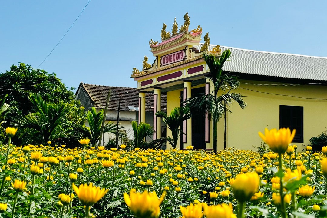 Bà Nguyễn Thị Thủy – trú thôn Đồng Viên, xã Nghĩa Hiệp chia sẻ, hộ nhà bà trồng 500 chậu hoa cúc pha lê với nhiều kích thước khác nhau. Đến nay, số hoa của gia đình đã được thương lái đặt cọc và vận chuyển đi tiêu thụ. Dù trước đó, nhiều thương lái còn e 