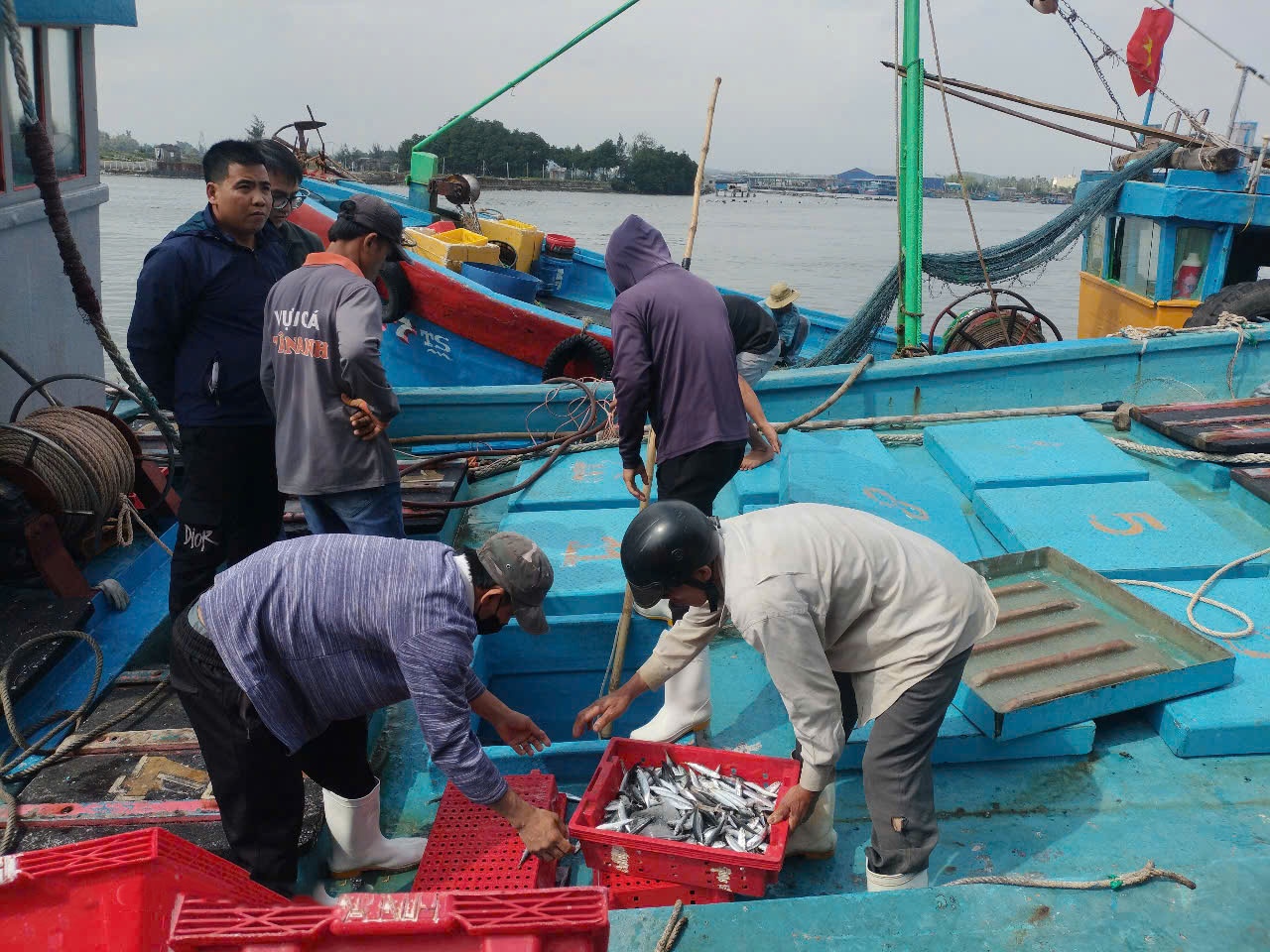 Quảng Ngãi: Cảng cá Sa Kỳ nhộn nhịp đón 