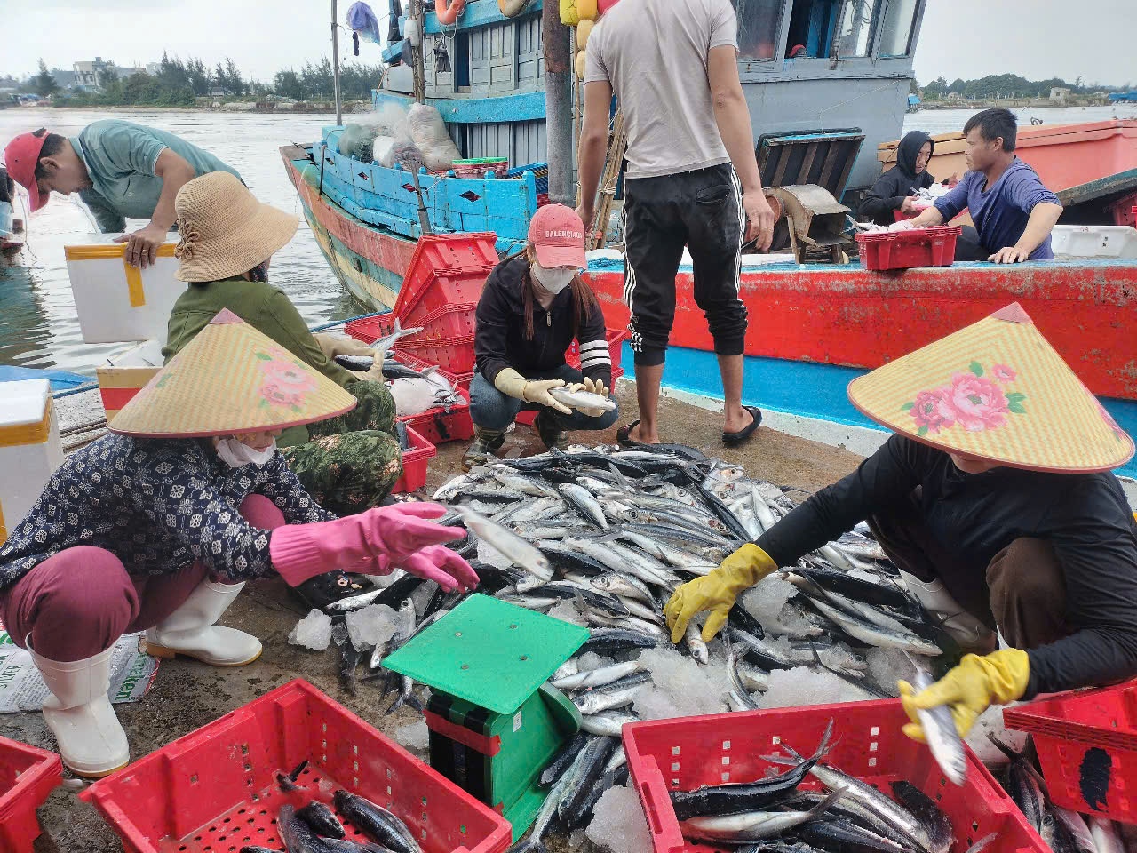 Quảng Ngãi: Cảng cá Sa Kỳ nhộn nhịp đón 